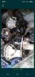 Grup spate 8x37  8x39. 8x41   10x43  11x43 suzuki vitara si grand
