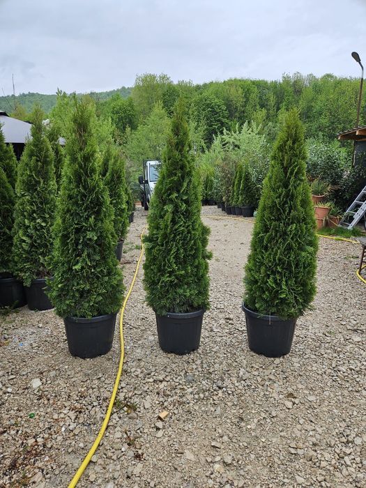 Tuia smaragd de calitate extra avem toate dimensiunile