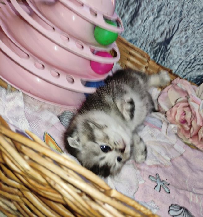 Продается шикарный котенок мальчик серебристая г