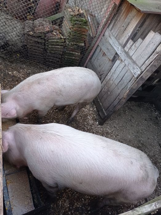 Продавам мъжки прасета