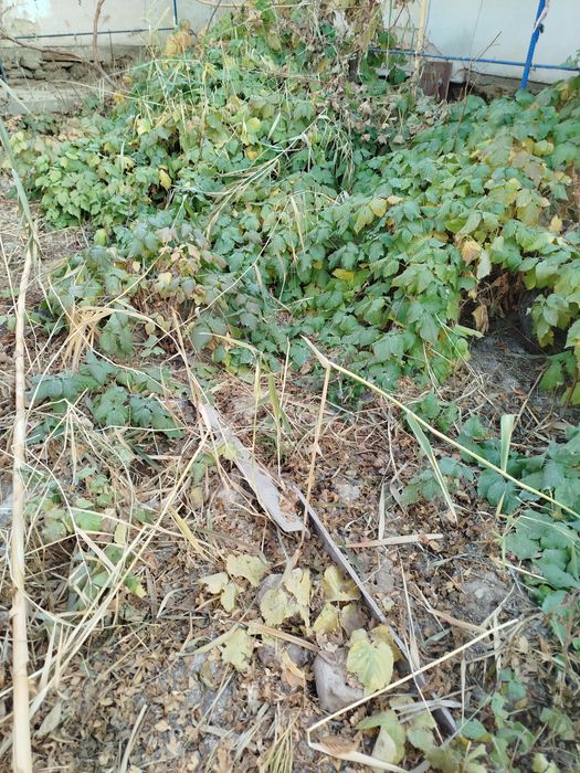 Атызда осип турган Малинанын налин сатаман, казир  кузде ексениз болад