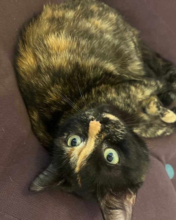 Домашно коте - гр. София