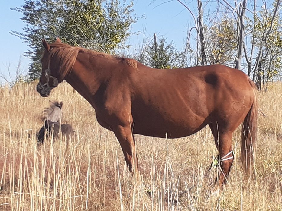 Бие сатамын, продам кобылу