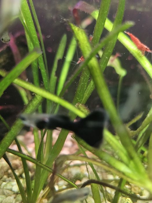 Pui Guppy negre Black moscow mix