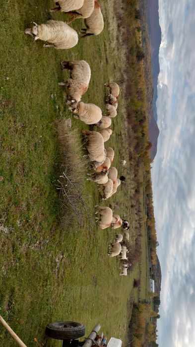 Vând 20 de oi, prima fătare