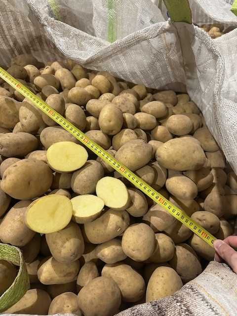 Cartofi – avem o cantitate mare. Prețuri bune.