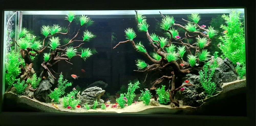 Acvarii Amenajare Intretinere Constructie