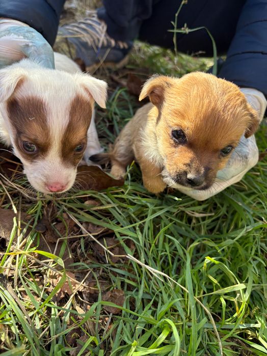 Подарявам 4 кученца малка порода