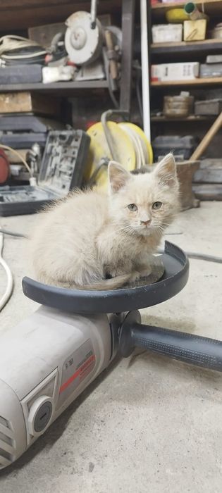 Отдам котёнка в добрые руки