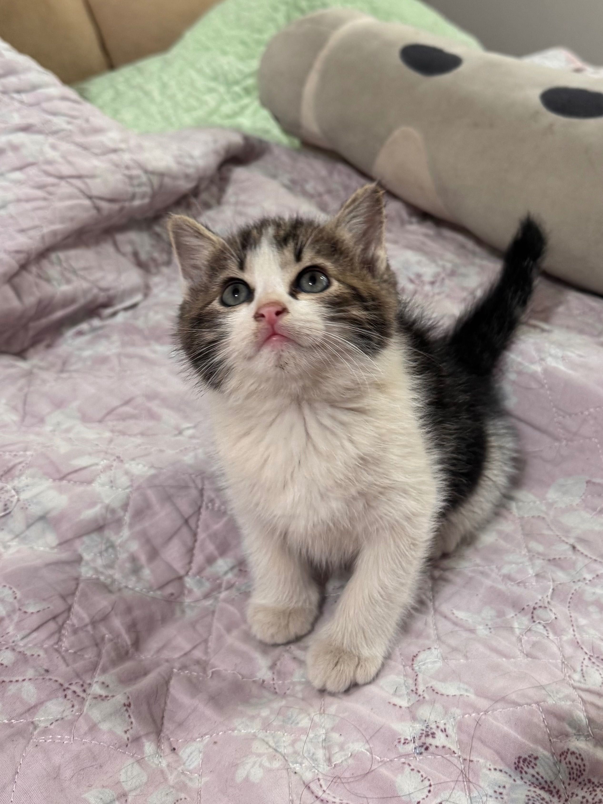Отдаются милые котята