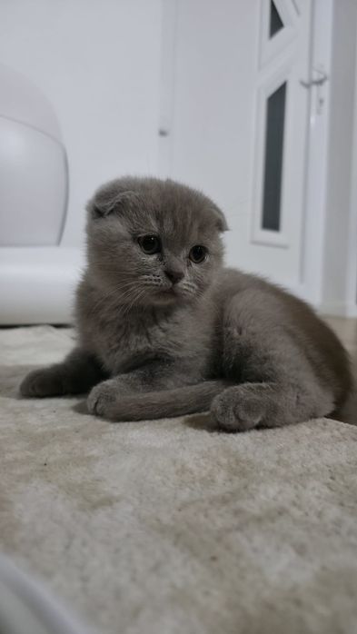 British scottish fold lila