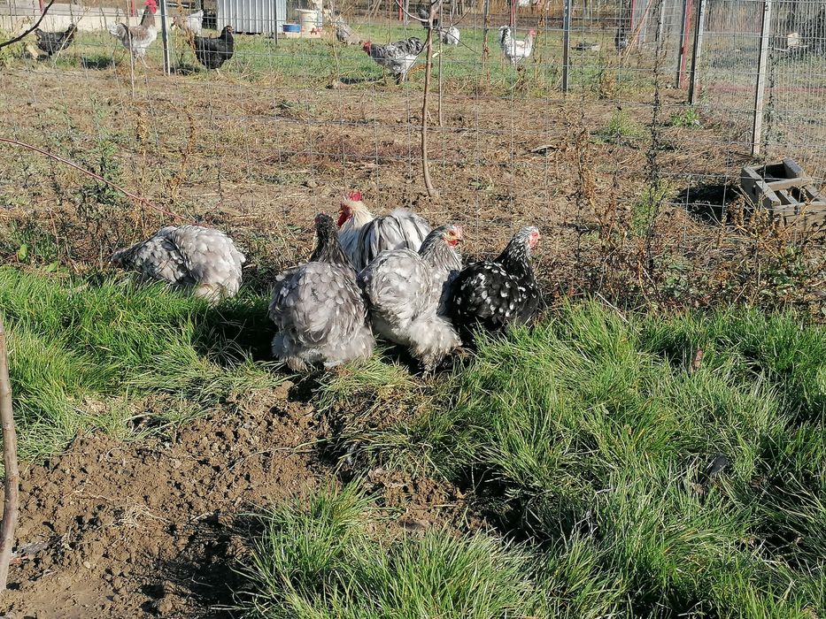 Vând gâște și găini cochinchina uriaș