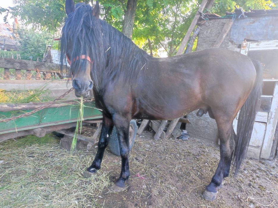 Armăsar corcitura 5 ani