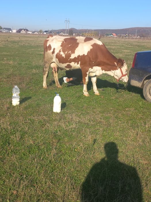 Vând vaca la a 2 fătare