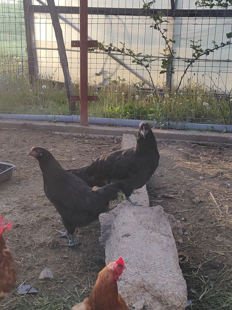 Pui de Australorp
