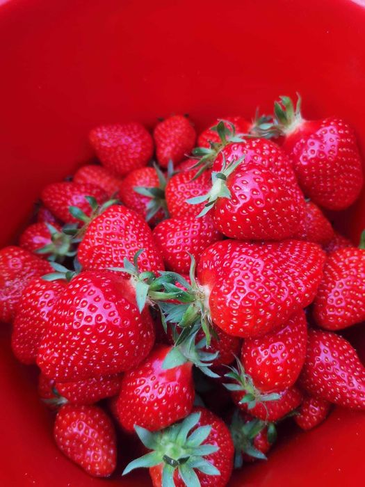 Căpșuni dulci si gustoase crescute ecologic din soiul murano