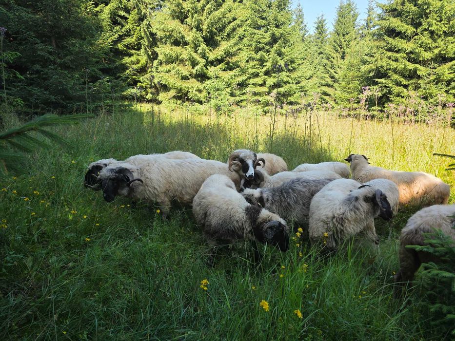 Turcane Breze de Petrosani cu origine