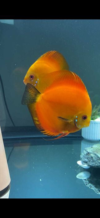 2 Discusi de vanzare Cluj Napoca la pret de 1