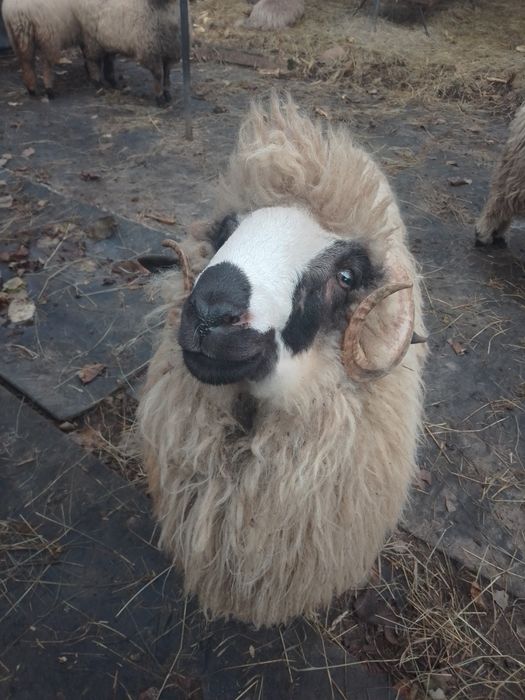 Vind berbec de 10 luni