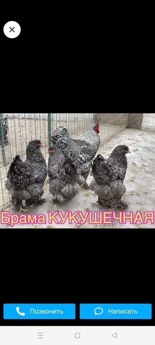 Продам пародных кур и петухов