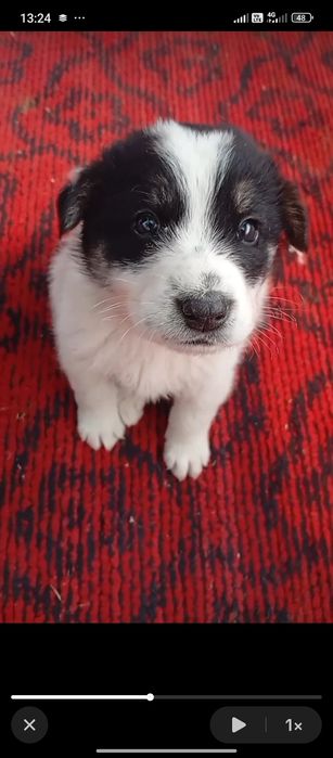 Donez  pui de câine