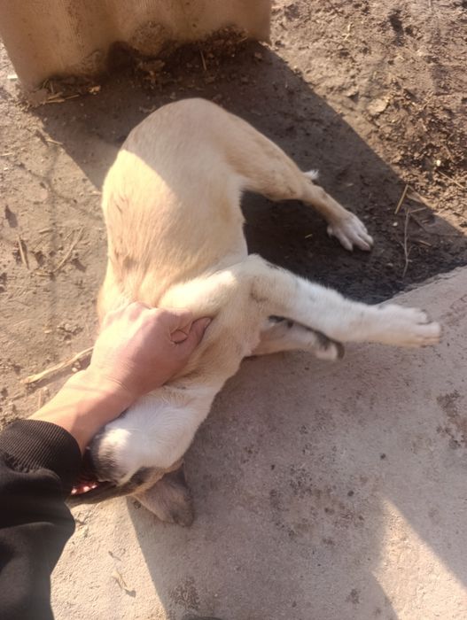 3oylik yaxshi kuchuk alabay