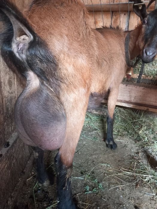 Vand sau schimb capre  cu vacă