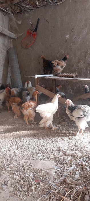 Брама ва сесарка жужалари сотилади