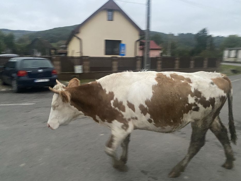 Juninca de vanzare