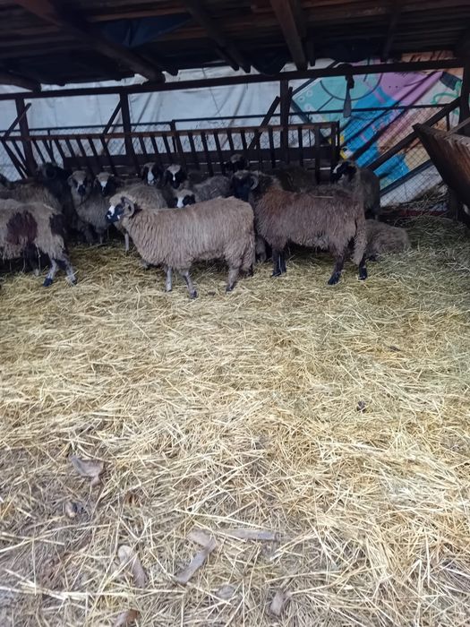 Berbecuti din oi bune de lapte