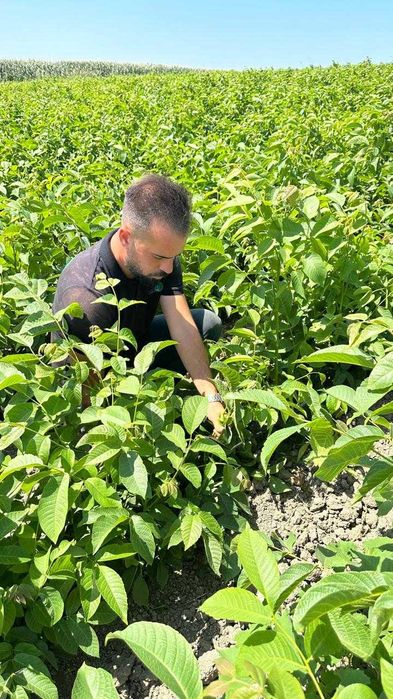 Afin Duke.Aluni micorizati.Nuci altoiti.Ciresi/Gisella Paulownia.Prun