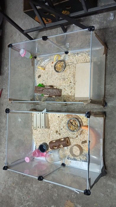 Hamster cu cușcă 3 buc
