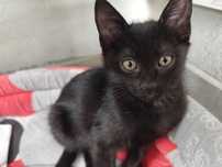 Pui pisica - adoptie