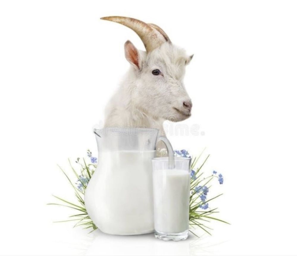 Лучшее козье молоко