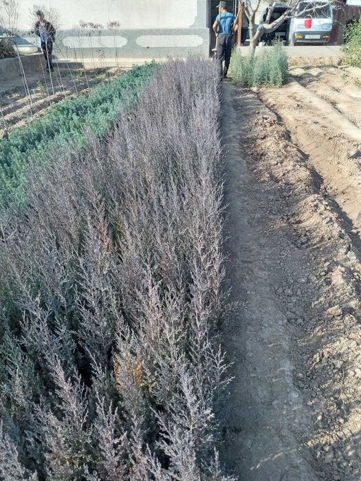 Можжевельник ва бошка турдаги кучатлари сотилади