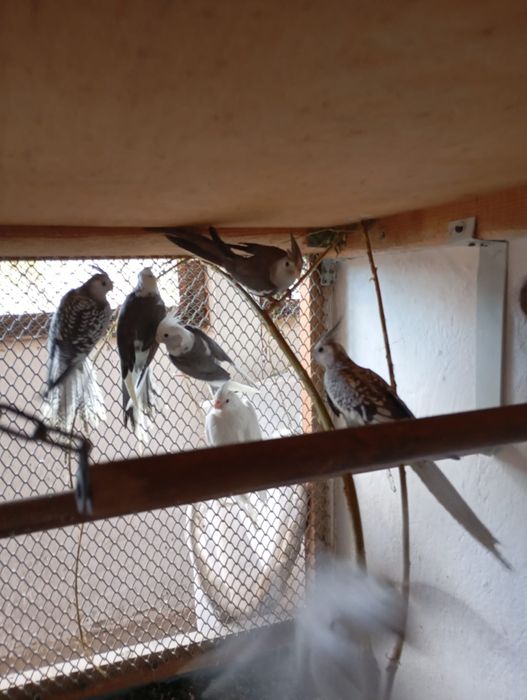 Papagali specii diferite