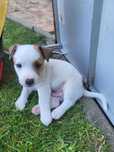 Jack Russell terrier
