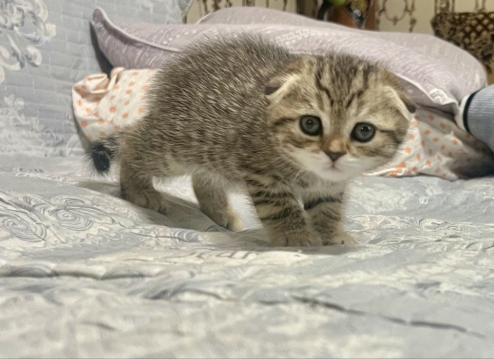 Шотланский Скоттиш фолд !