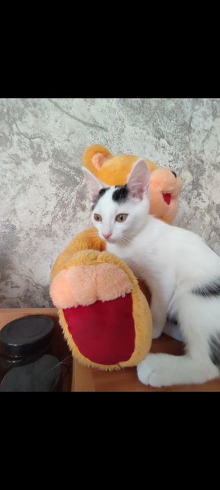 Котодетки в самую добрую семью