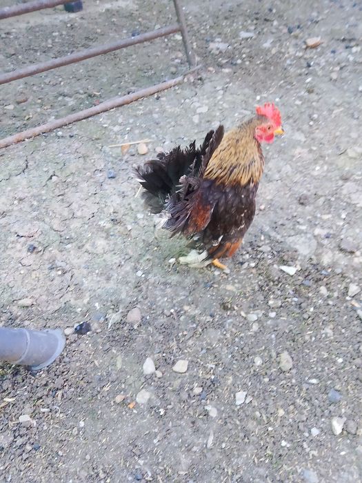 Pui, oua și găini Serama