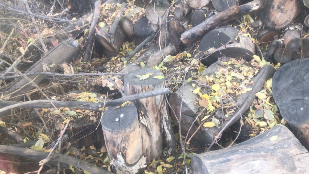 Дрова пеньки тополь