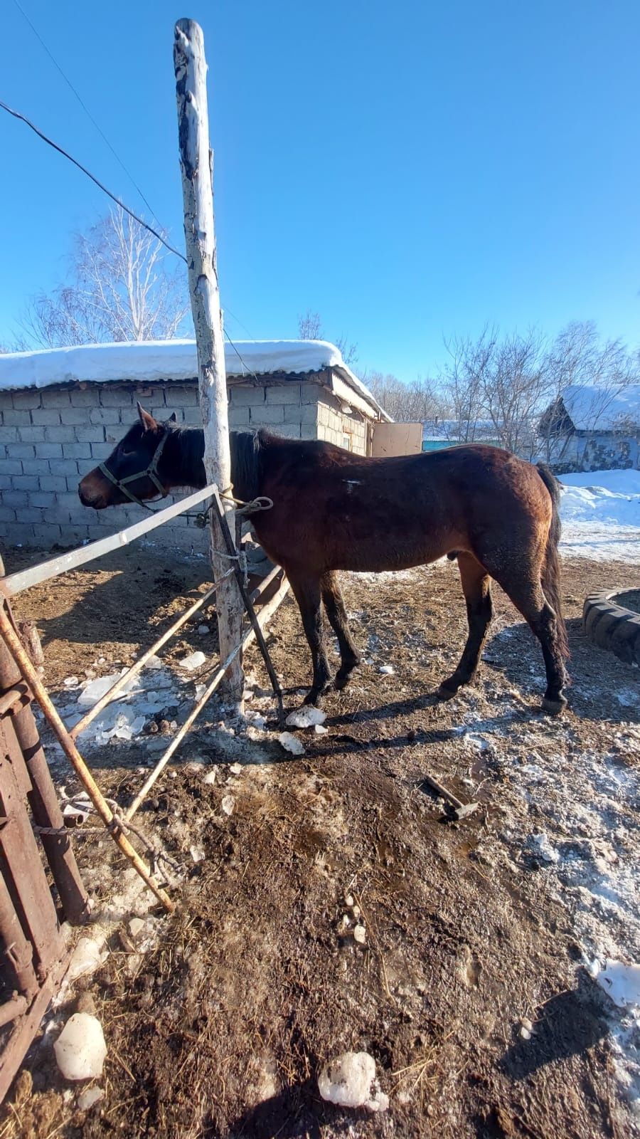 Сатам айғыр 4 жасар