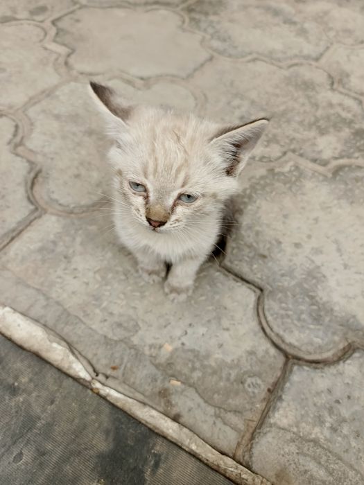 Mushuk bolasi siyamsiki