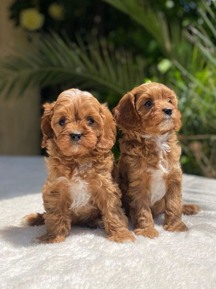 Продавам Кавапу/ Cavapoo