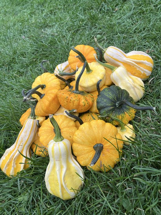 Dovleci  ornamentali