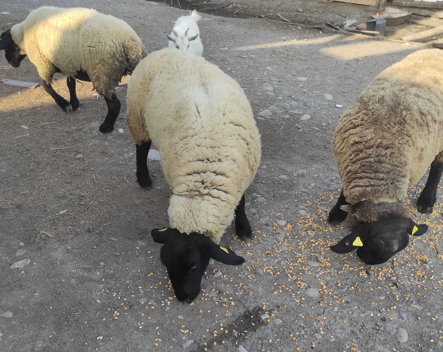 Suffolk de vanzare