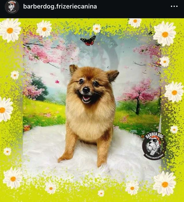 Frizerie canina si felina la domiciliu Bucuresti/Ilfov