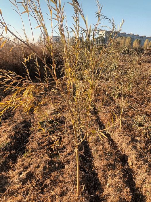 Мажнунтол кучатлари сотилади