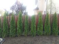 Vand plante ornamentale