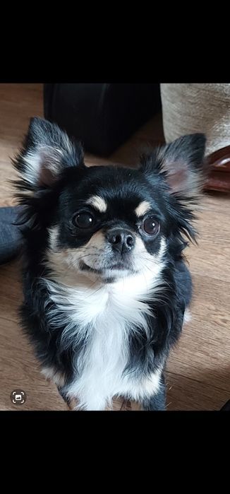 Вязка чихуахуа Д/Ш